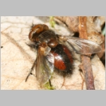 Gonia divisa - Raupenfliege 01b 8mm.jpg